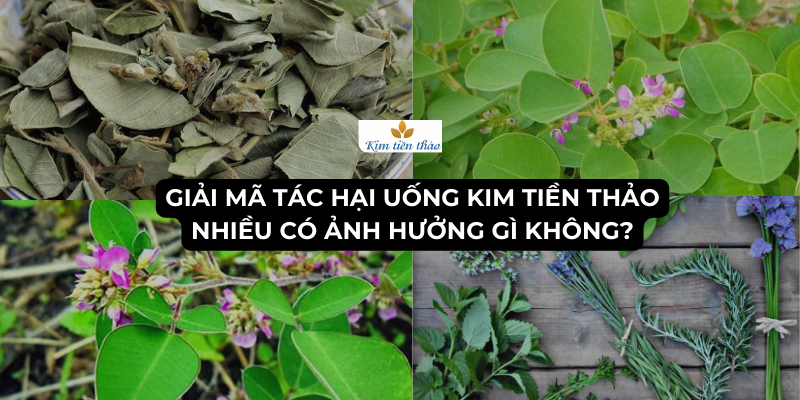 uống kim tiền thảo nhiều có ảnh hưởng gì không